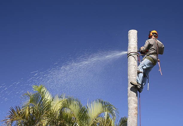 Best Grass Overseeding  in Sharpes, FL